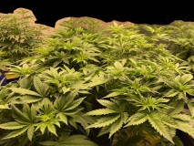 1B7F1D93-AD8A-4518-B628-FB0820BF285D