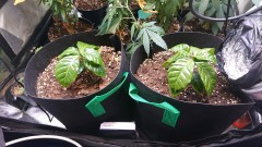 obscura1629038341828