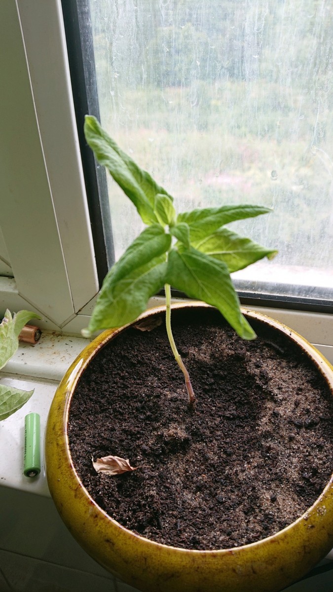 obscura1629038243367