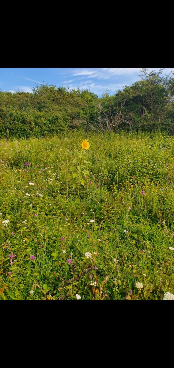 Screenshot_20210815-204119_Gallery