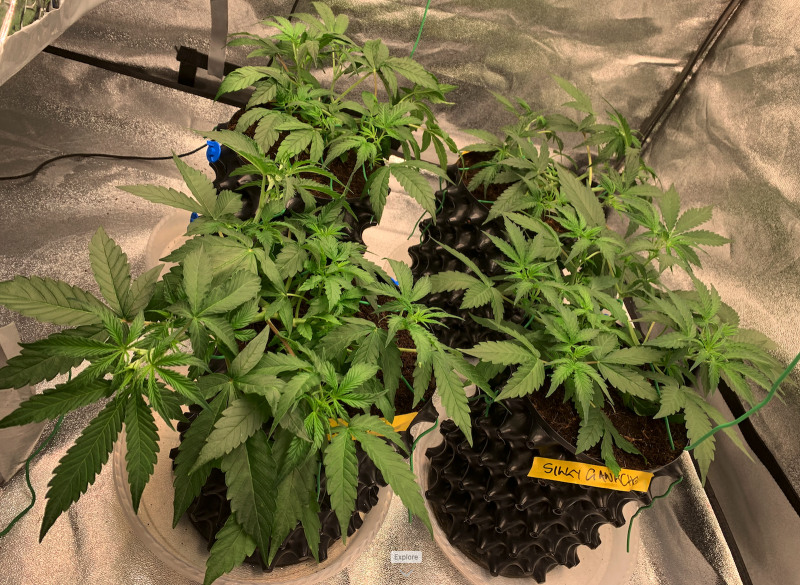 The Ladies 2021-08-16