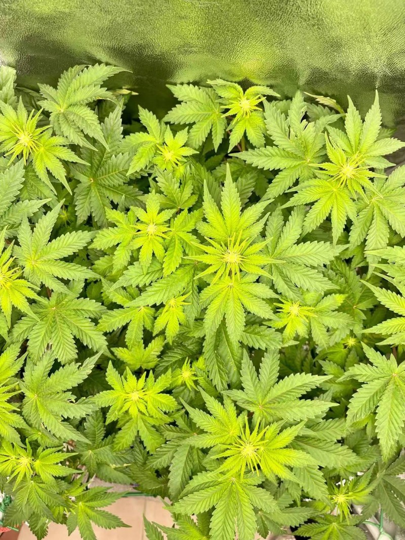 Week 3 Flower day 2-2