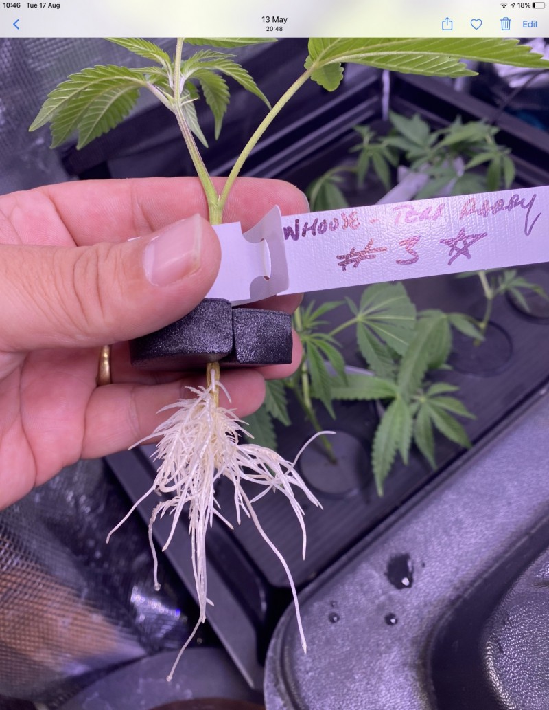 15355356-9E35-45AF-AF54-656C84414285