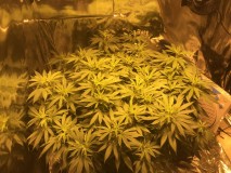 0E7346F8-501C-48CA-8272-3FDF7C5AE0DB