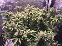 E75A38DF-8E51-4016-B03F-2C1BCC2C4A6C