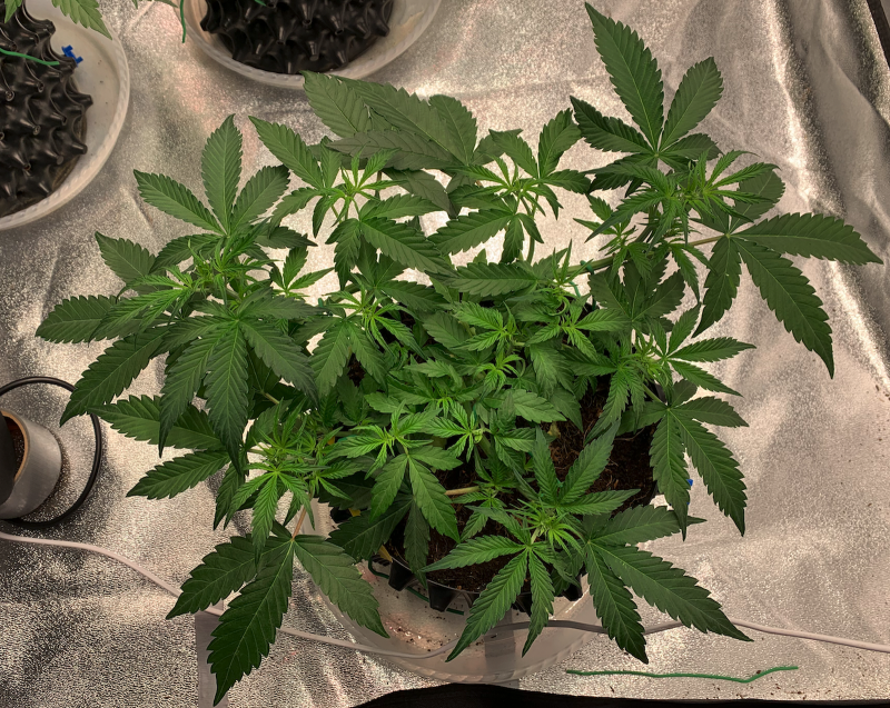 Priscilla Top 2021-08-19