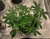 Priscilla Top 2021-08-19