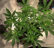 Silky Ganache Top 2021-08-19