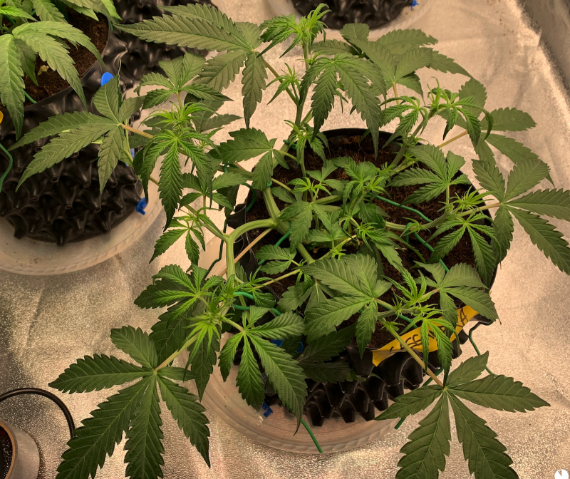 Cassandra Top 2021-08-19