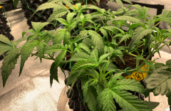 Vangy Side 2021-08-19