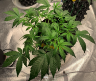 Vangy Top 2021-08-19