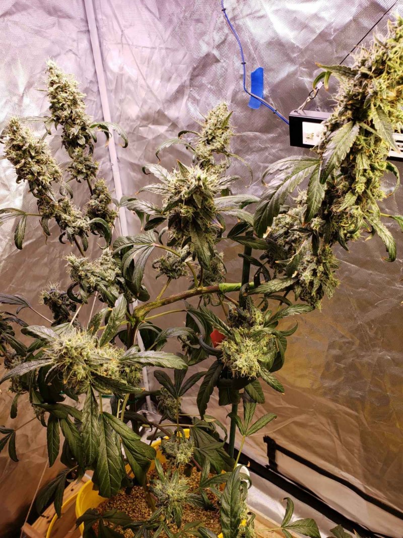 1629391079997521092816340285739