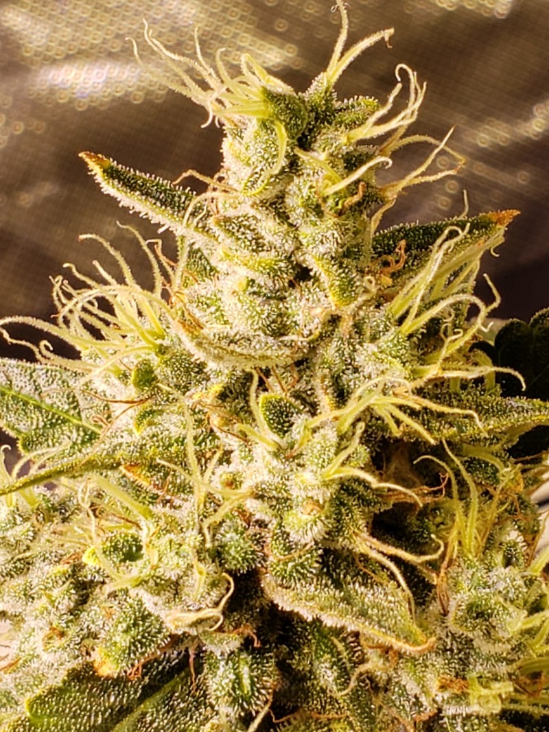 16293911597208763863595664994866