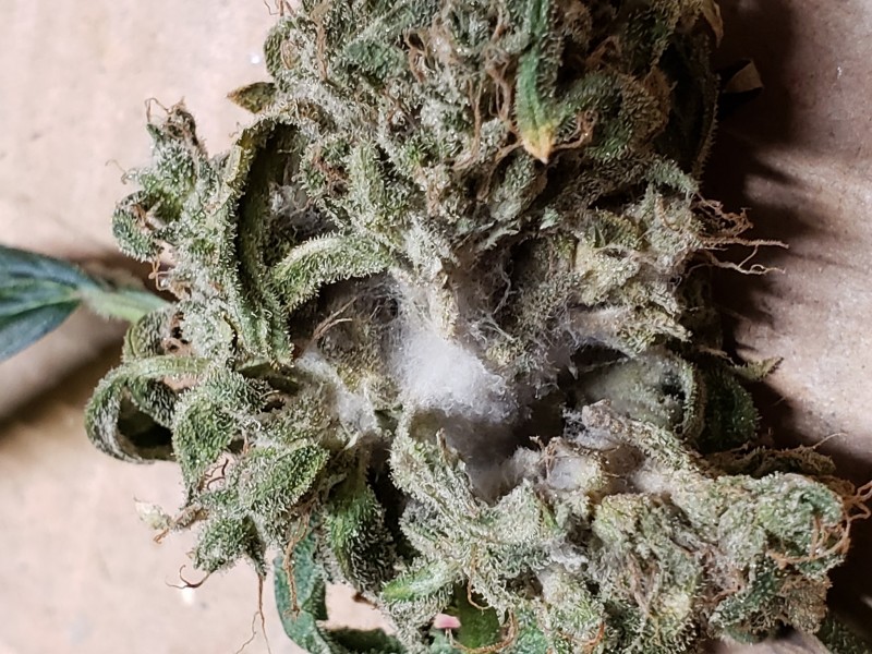 16293919057786001939053731319934