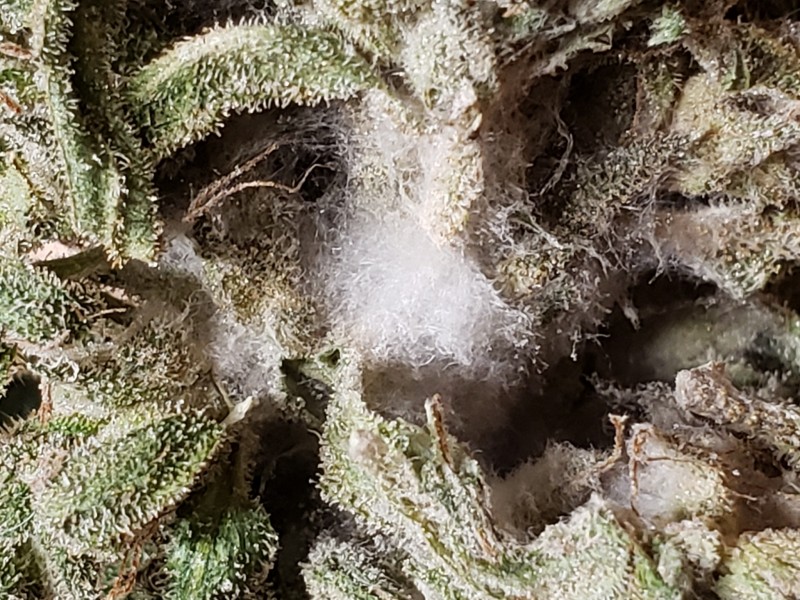 16293921050774274643443262285203