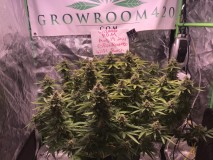 A53ACB7D-5621-4EB7-B954-A1AF761B03C7