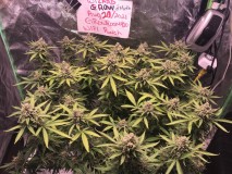 CB3CFDF9-7A44-4992-9922-3B84E5023649