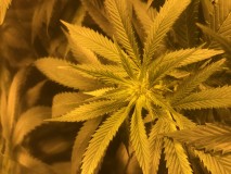 613406AC-9FC7-4BE2-B3B0-37B900B97DE3