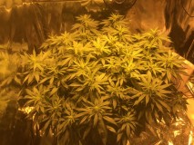 791294C1-D646-4E0C-9D33-9E73E25615C9