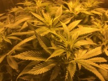 CEAB8F21-F59A-4AEA-AAFC-87366A1C8A44