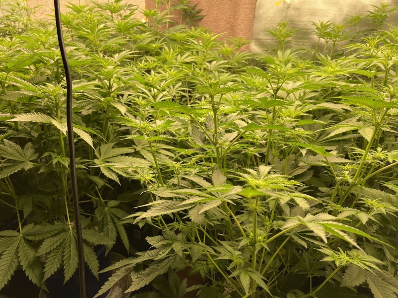 3D1716CA-4399-429E-B4CC-FB3804DE6BA2