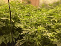 3D1716CA-4399-429E-B4CC-FB3804DE6BA2