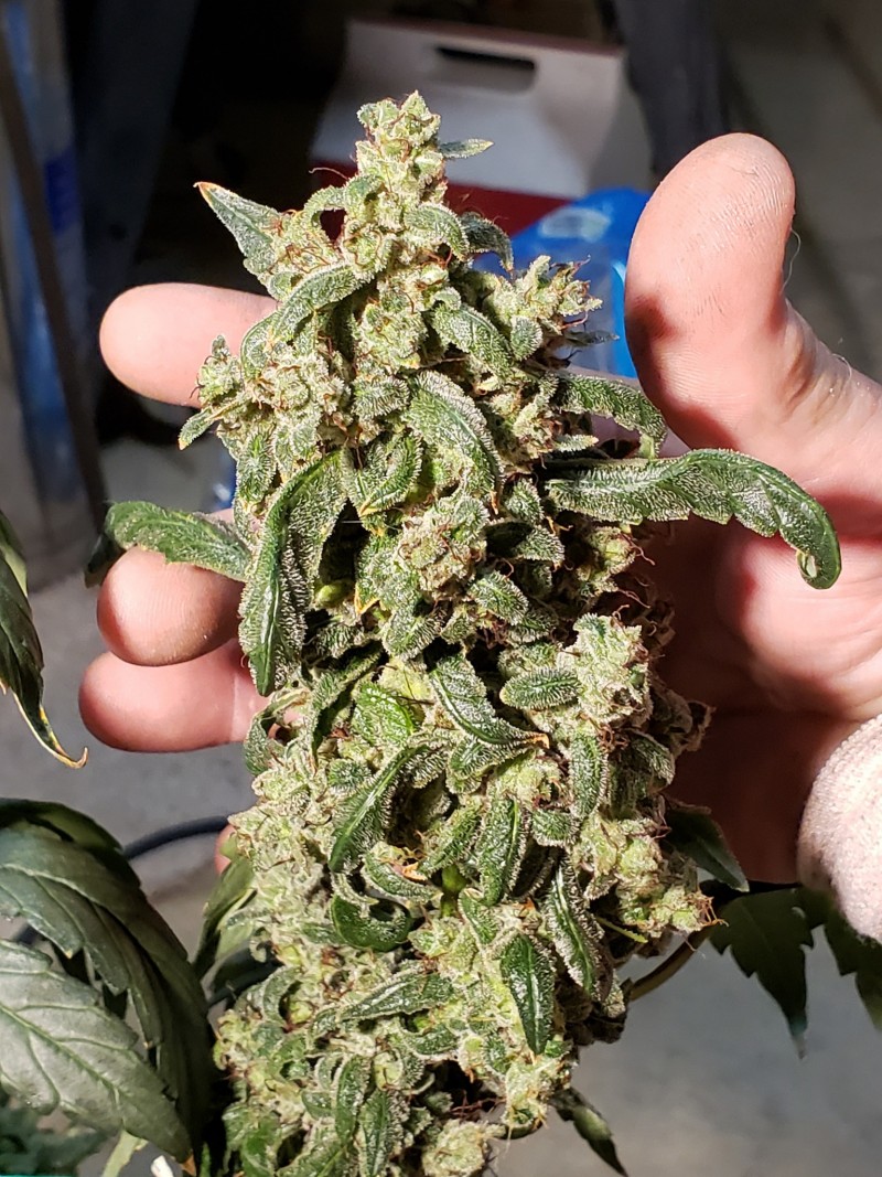 16296634624783823870784549673672