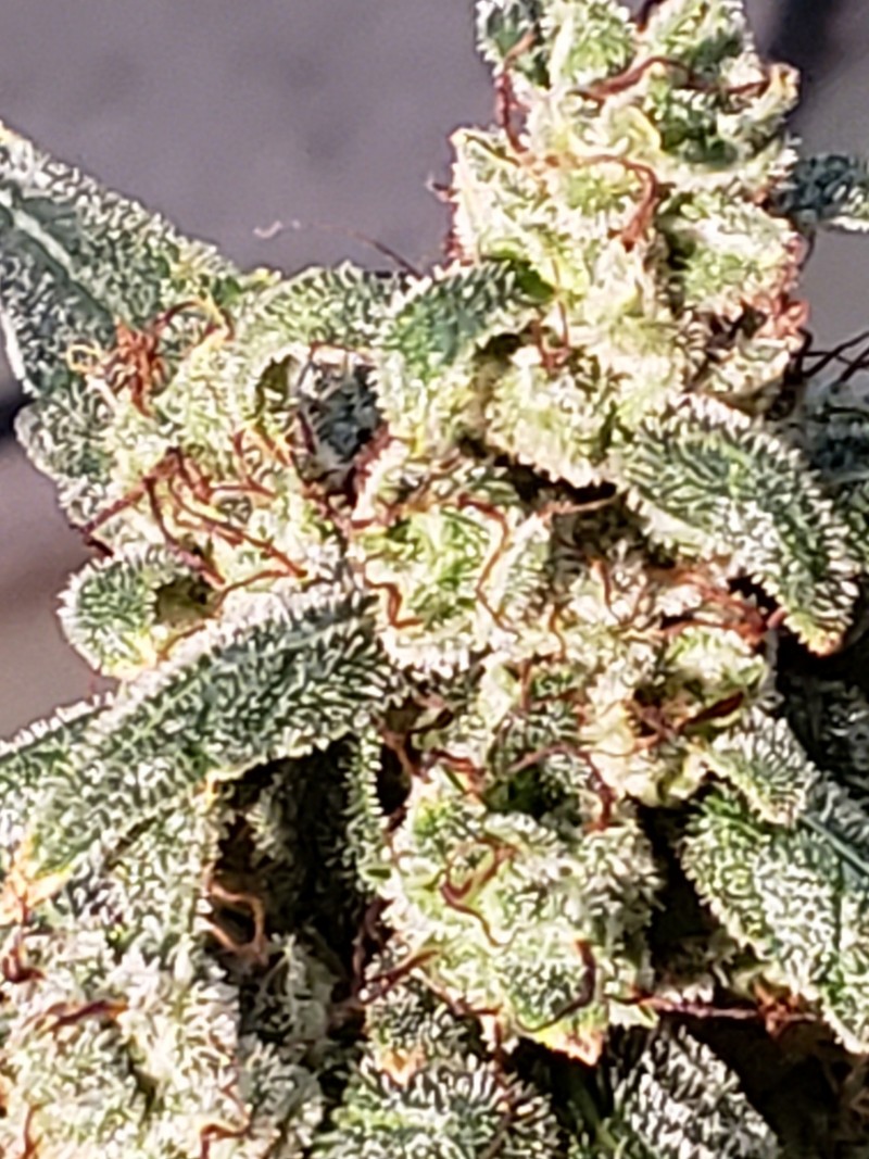 16296637302274623896088451946437