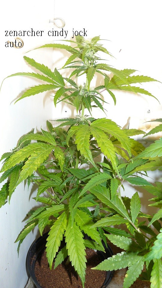 tangie vk cj 23 08 21 001