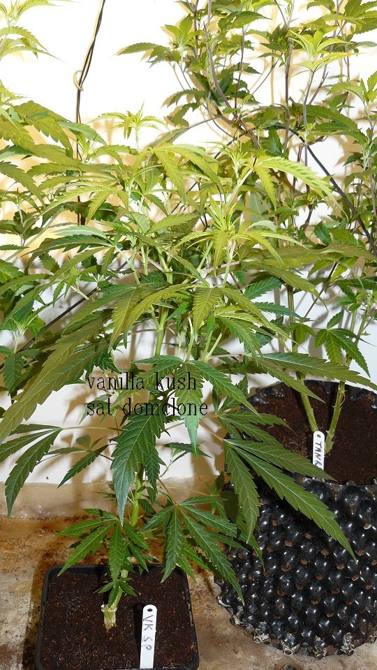 tangie vk cj 23 08 21 004