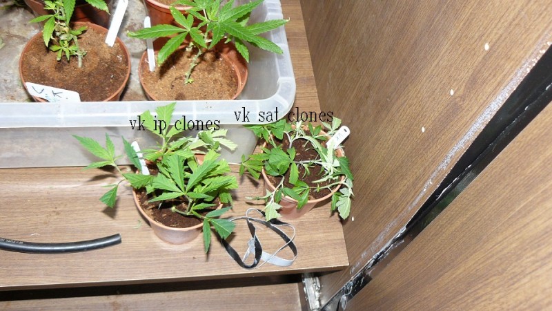 tangie vk cj 23 08 21 012