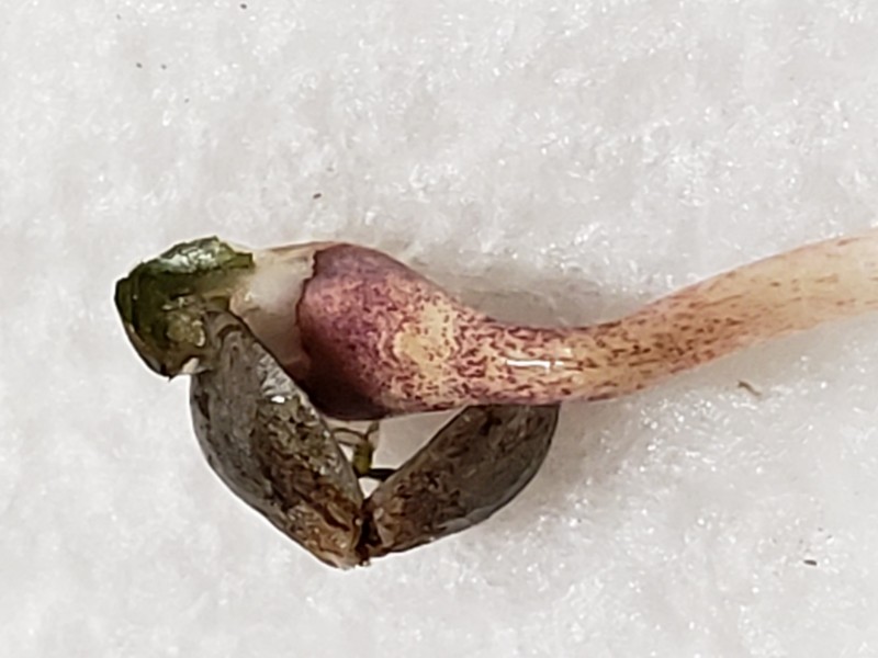 16298164286447279865619233834729