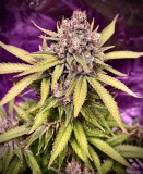 2BF6C911-B3AF-4C8E-95DA-D3CEC7B58BBC