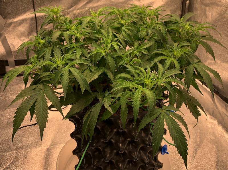 Priscilla 2021-08-27