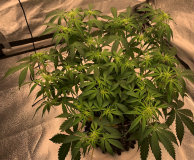 Cassandra Top 2021-08-27