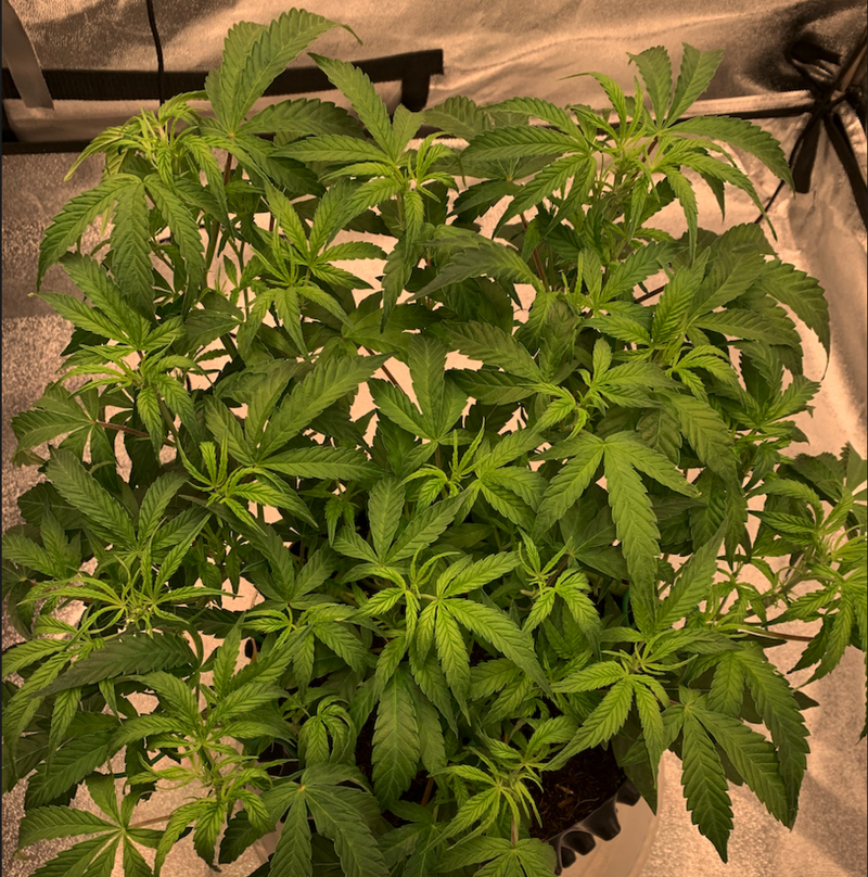 Vangy Top 2021-08-27