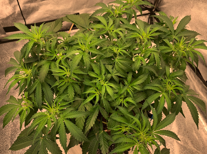 Priscilla Top 2021-08-27