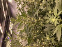 0A6FC4DF-F217-4817-8C8D-B482B99AED40