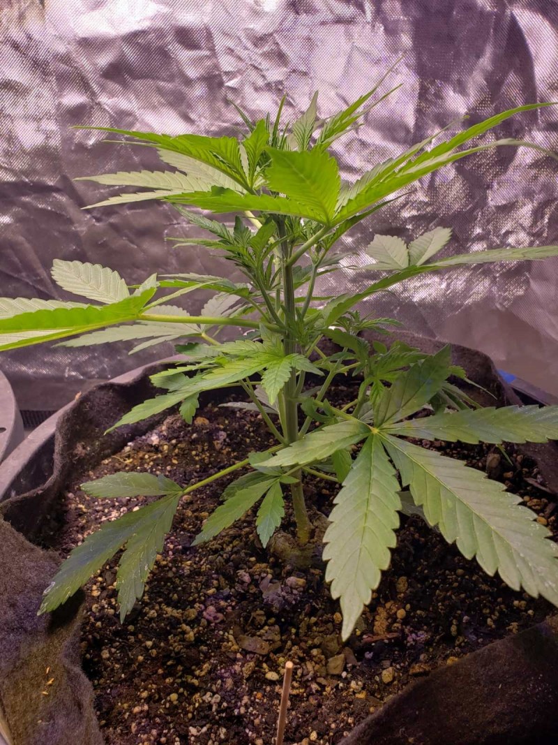 16301831702026370727998679639962