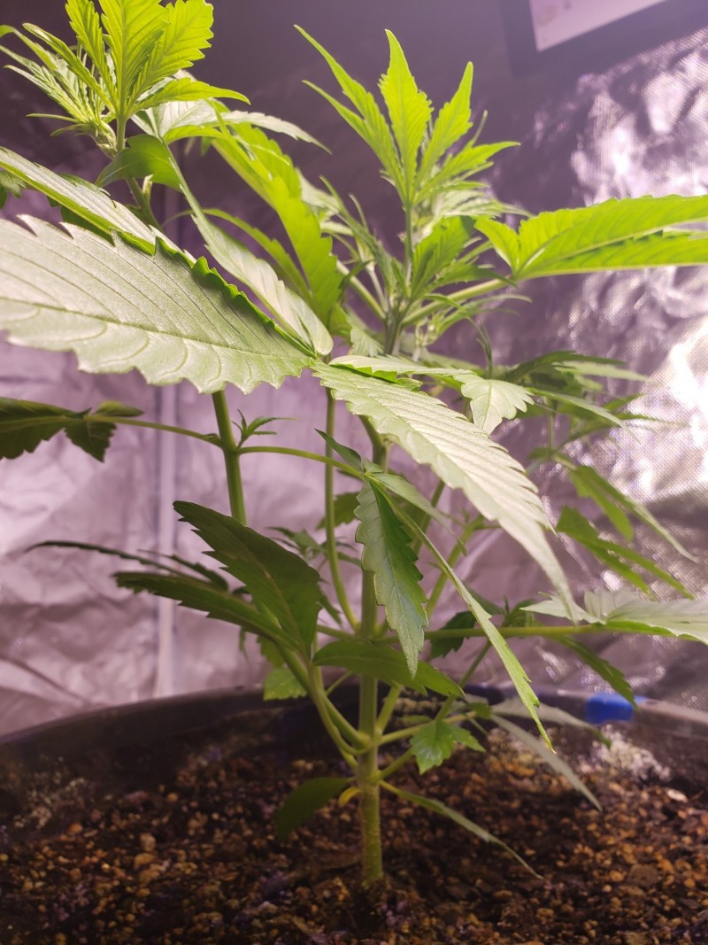 16301832209686145393308075639349