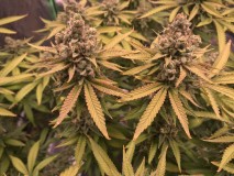 969D0665-B574-4D64-8C5A-2A5F5D1AF063