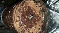 Bulls Seedling 1