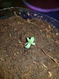 GMO Seedling 1