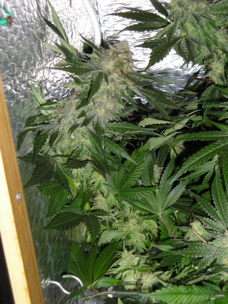 gdp x m 20 03 16 day 65 flower 010