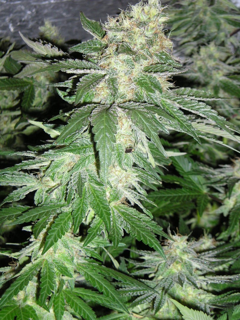 gdp x m 20 03 16 day 65 flower 011