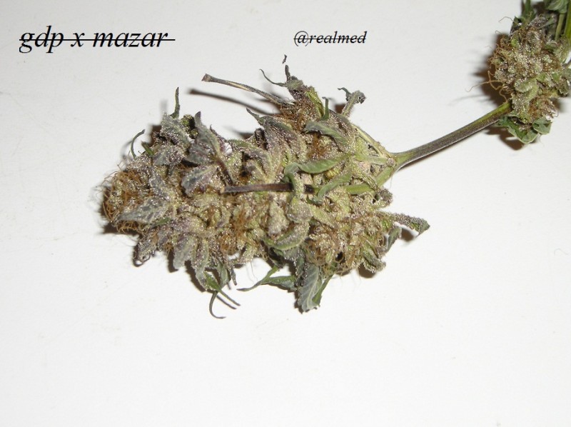 bud pics 001