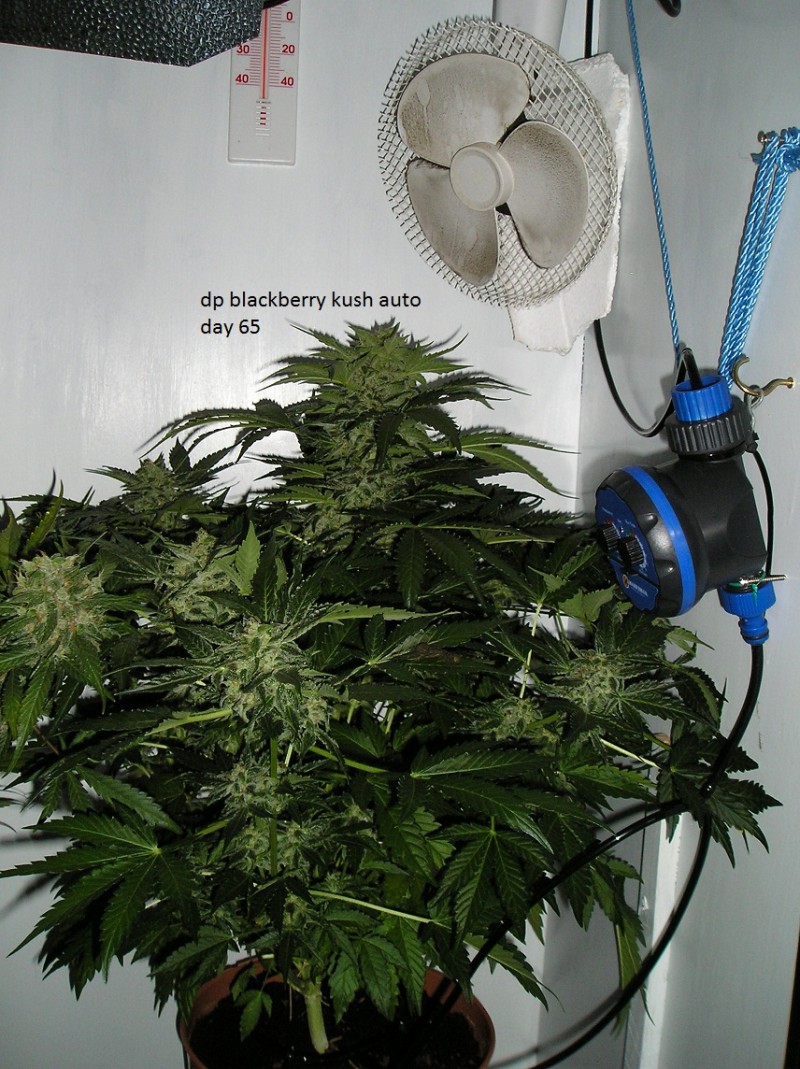 auto photo day 65 018