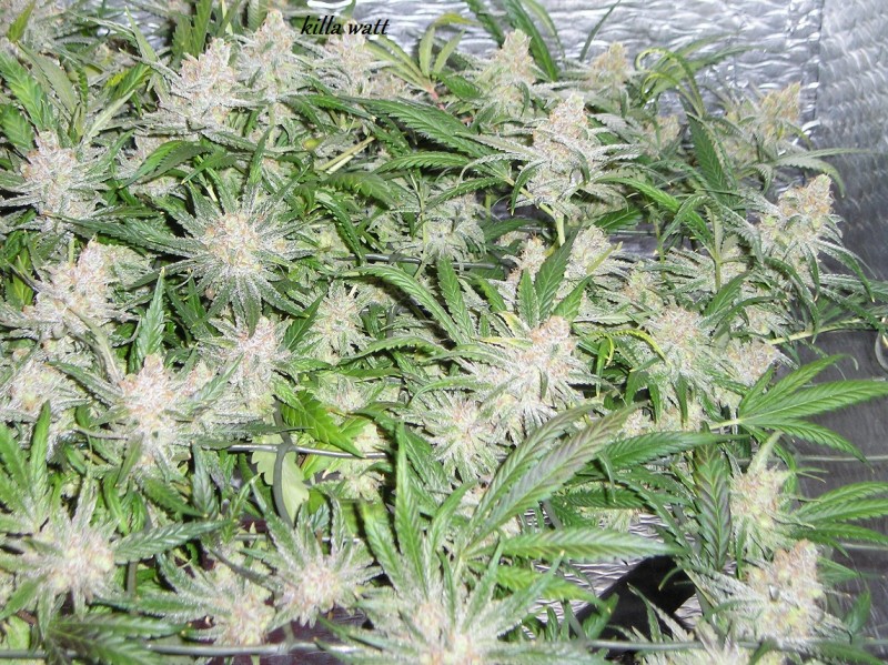 killa watt 02 01 17 014
