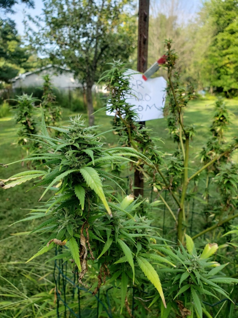 16304462414098670232086268728375