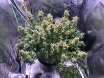 B3D7B948-CC06-4894-8981-44B3AE3F58B4